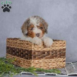 Daisy, Miniature Poodle Puppy